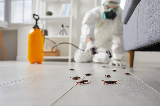 Commercial Rodent Management in Van Alstyne
